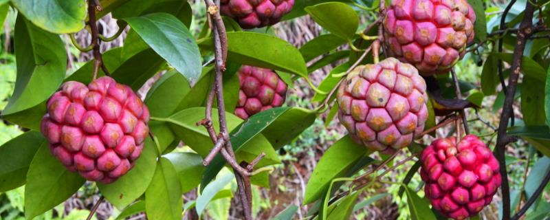 黑老虎的简介，属于毛茛目、木兰科藤本植物