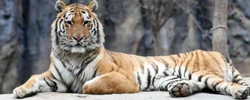 老虎会不会吃自己的孩子，一般不会吞食自己的后代