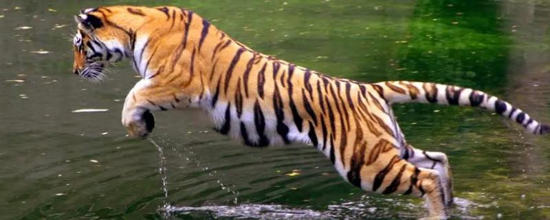 老虎的相关介绍，属于猫科、豹属、虎亚属哺乳动物的统称