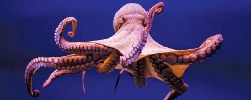 章鱼和鱿鱼有什么区别，章鱼呈短卵圆形、鱿鱼呈圆锥形