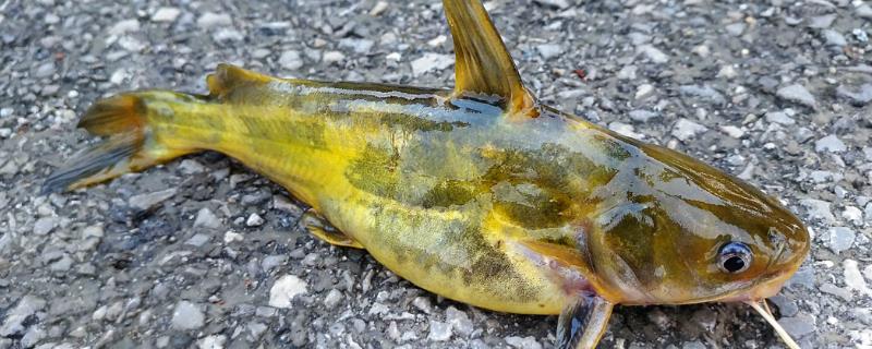 黄颡鱼是什么鱼，全国有200余种叫法