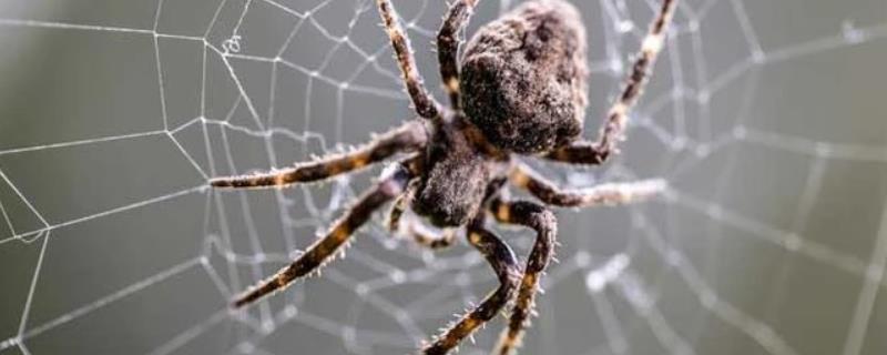蜘蛛是什么，是常见的节肢动物