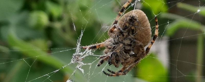 什么是大腹园蛛，属于圆蛛科、圆蛛属节肢动物