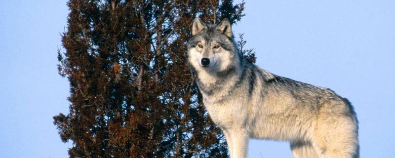 狼和狗的区别，外形、食性和性情均不同