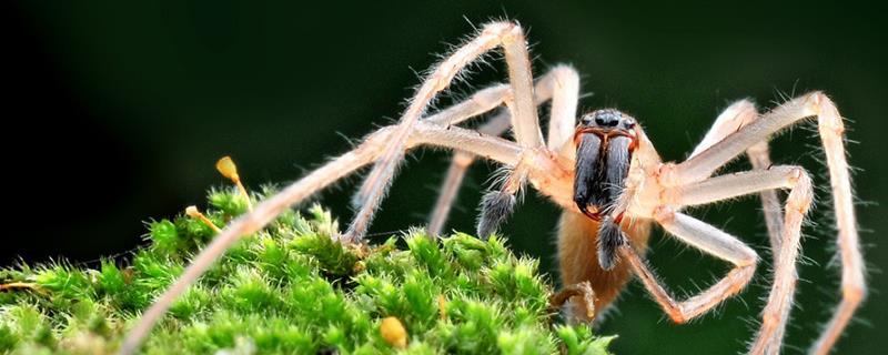 白额高脚蛛的简介，也叫高脚蜘蛛、属于高脚蛛科节肢动物