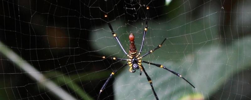 蜘蛛的简介，属于常见的节肢动物、头胸部有6对附肢