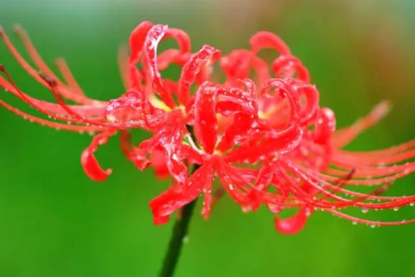 彼岸花的简介，属于石蒜科、石蒜属多年生草本植物
