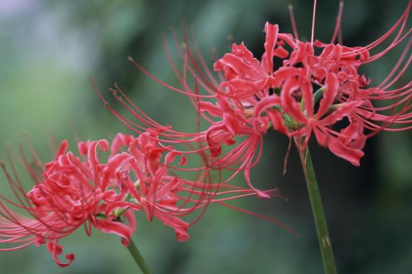 彼岸花的简介，属于石蒜科、石蒜属多年生草本植物