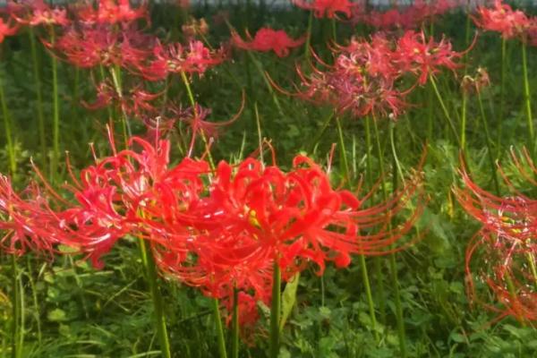 彼岸花的简介，属于石蒜科、石蒜属多年生草本植物