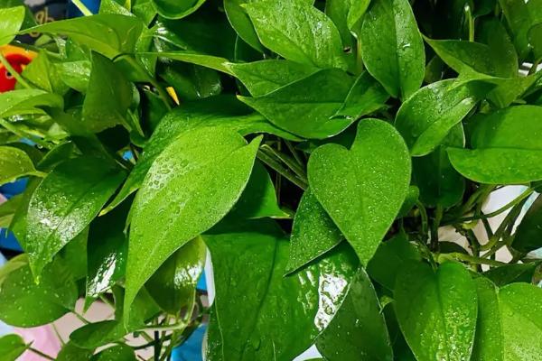有哪些常见的耐阴植物，包括吊兰、滴水观音、绿萝、君子兰等品种