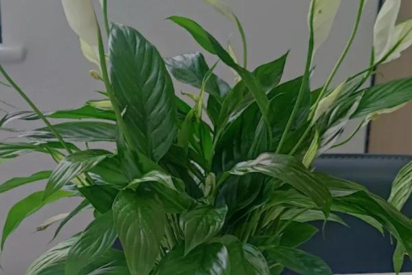 有哪些常见的耐阴植物，包括吊兰、滴水观音、绿萝、君子兰等品种