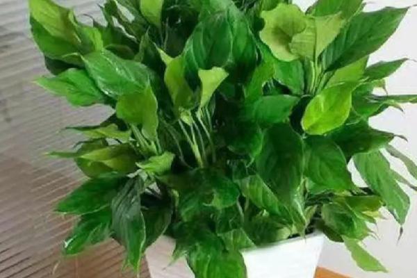 有哪些常见的耐阴植物，包括吊兰、滴水观音、绿萝、君子兰等品种