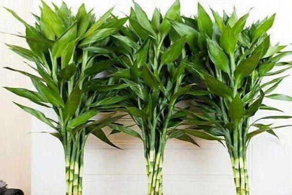 有哪些常见的耐阴植物，包括吊兰、滴水观音、绿萝、君子兰等品种