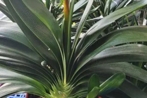有哪些常见的耐阴植物，包括吊兰、滴水观音、绿萝、君子兰等品种