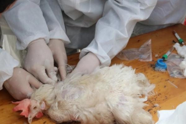 H7N9病毒是什么，属禽流感的一种亚型