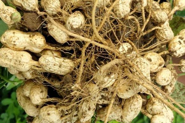 落花生的简介，属于豆目、豆科草本植物