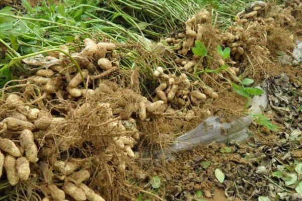 落花生的简介，属于豆目、豆科草本植物