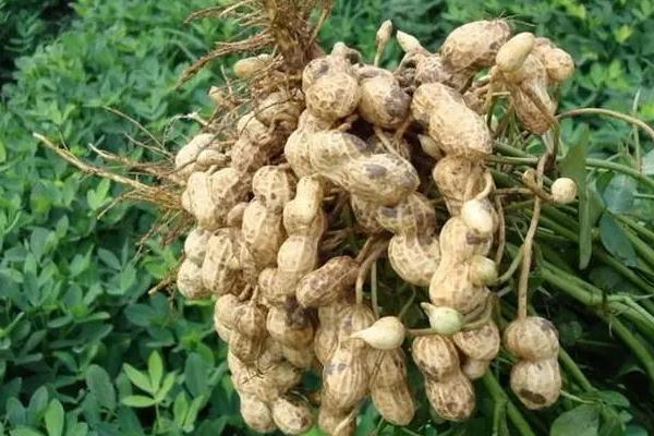 落花生的简介，属于豆目、豆科草本植物