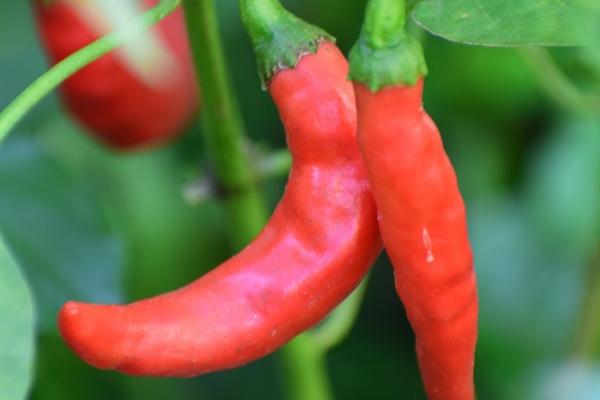 辣椒属于哪种蔬菜，属于茄果类蔬菜