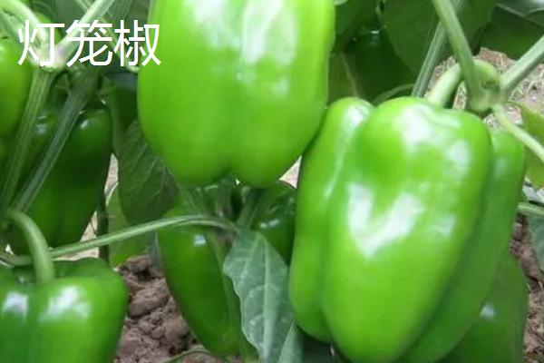 辣椒属于哪种蔬菜，属于茄果类蔬菜
