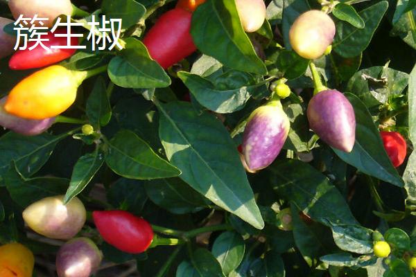 辣椒属于哪种蔬菜，属于茄果类蔬菜