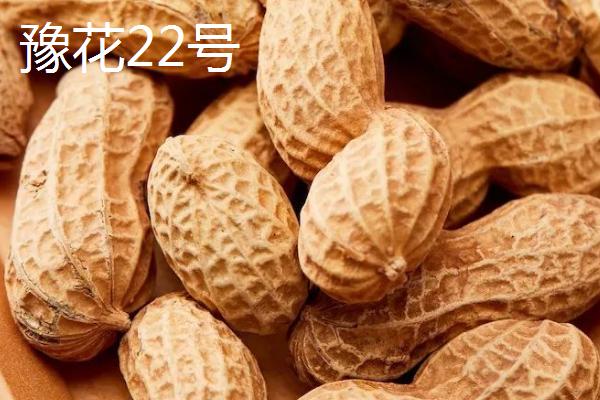 花生相关介绍，属于豆目、豆科一年生草本植物