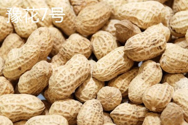 花生相关介绍，属于豆目、豆科一年生草本植物