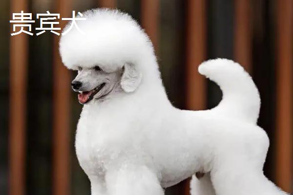 不掉毛的宠物狗有哪些，主要有贵宾犬、比熊犬、约克夏犬等7个品种