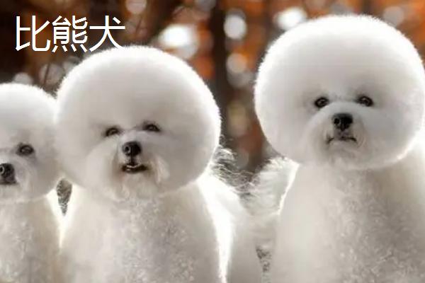 不掉毛的宠物狗有哪些，主要有贵宾犬、比熊犬、约克夏犬等7个品种