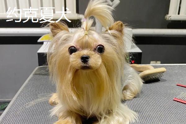不掉毛的宠物狗有哪些，主要有贵宾犬、比熊犬、约克夏犬等7个品种