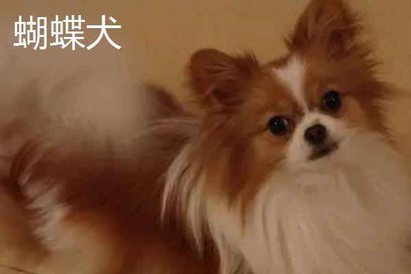 不掉毛的宠物狗有哪些，主要有贵宾犬、比熊犬、约克夏犬等7个品种