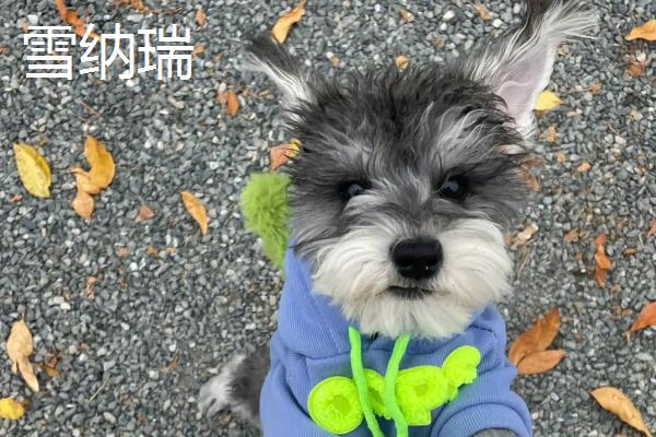 不掉毛的宠物狗有哪些，主要有贵宾犬、比熊犬、约克夏犬等7个品种