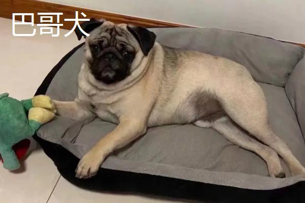 不掉毛的宠物狗有哪些，主要有贵宾犬、比熊犬、约克夏犬等7个品种