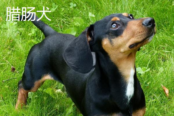 不掉毛的宠物狗有哪些，主要有贵宾犬、比熊犬、约克夏犬等7个品种