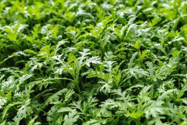 什么是茼蒿，属于菊科、茼蒿属草本植物