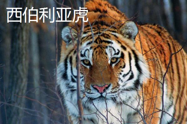 老虎会不会吃自己的孩子，一般不会吞食自己的后代