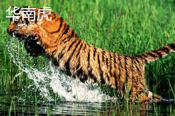 老虎会不会吃自己的孩子，一般不会吞食自己的后代