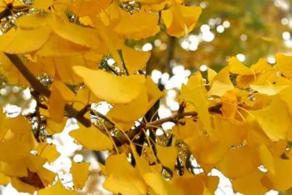 有哪些被称为活化石的植物，包括银杏、水杉、水松、金钱松等品种