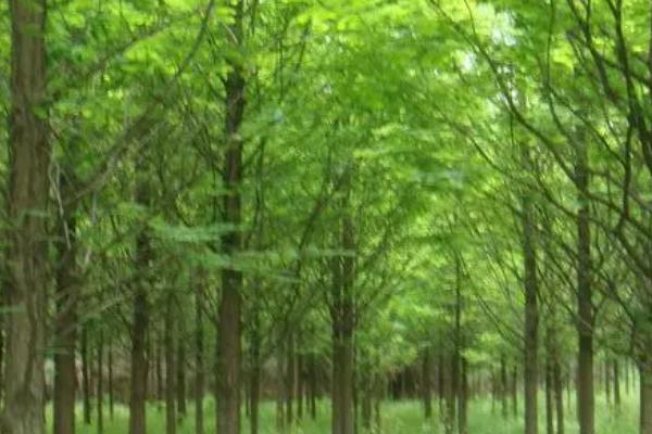 有哪些被称为活化石的植物，包括银杏、水杉、水松、金钱松等品种
