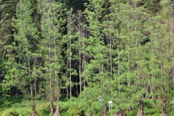 有哪些被称为活化石的植物，包括银杏、水杉、水松、金钱松等品种