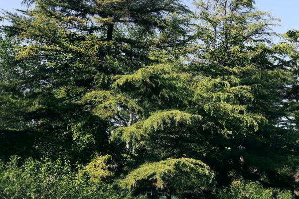 有哪些被称为活化石的植物，包括银杏、水杉、水松、金钱松等品种