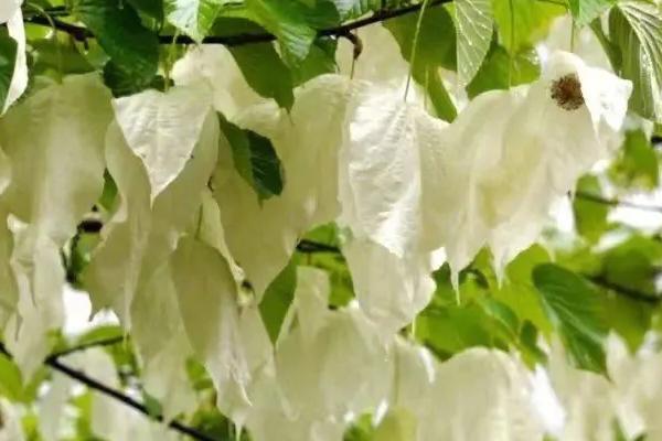 有哪些被称为活化石的植物，包括银杏、水杉、水松、金钱松等品种
