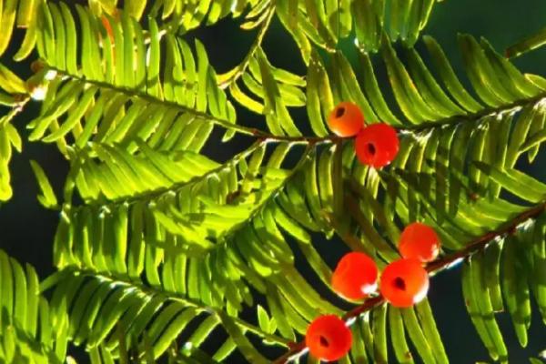 有哪些被称为活化石的植物，包括银杏、水杉、水松、金钱松等品种