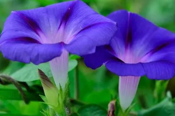 牵牛花的日常变化过程，早上为红色、中午变成紫色、傍晚变成蓝色