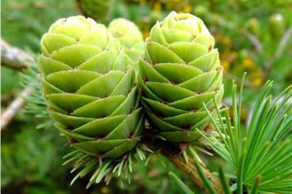 裸子植物相关介绍，因种子裸露、外层无果皮包被而得名