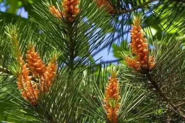 裸子植物相关介绍，因种子裸露、外层无果皮包被而得名