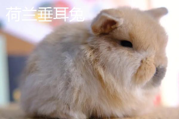 宠物兔的价格，一只需要30-80元左右