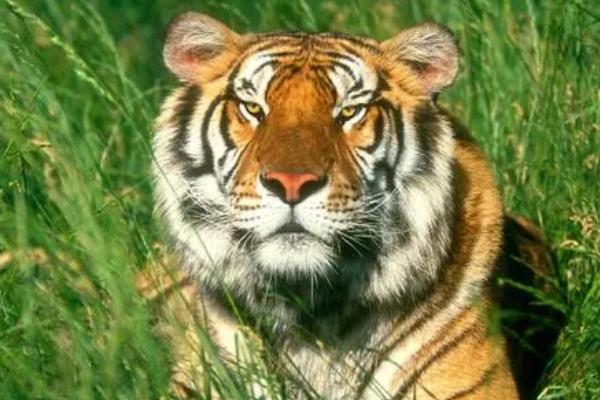 老虎的相关介绍，属于猫科、豹属、虎亚属哺乳动物的统称