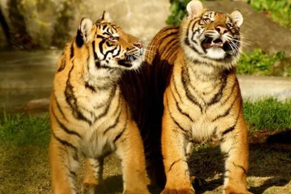 老虎的相关介绍，属于猫科、豹属、虎亚属哺乳动物的统称