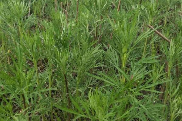 什么是柳蒿，属于菊科、蒿属多年草本植物